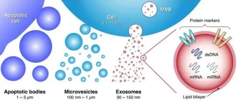 what are exosomes